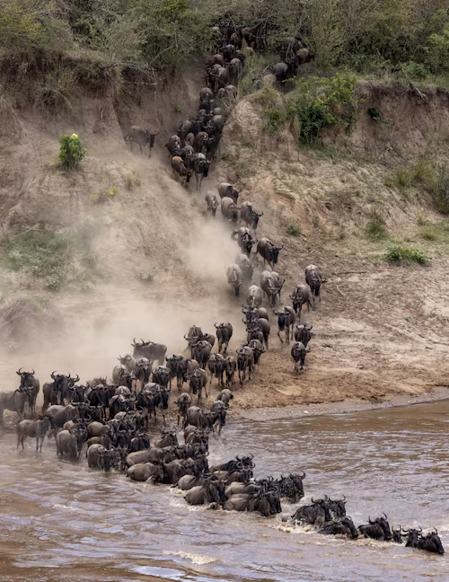 Great Migration Experience