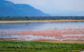 Lake Manyara Tree Lions
