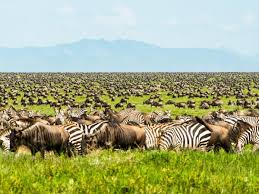 Serengeti Migration Safari