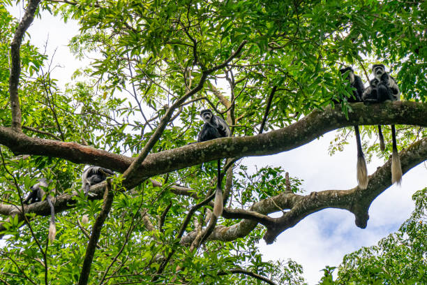 Gorilla & Chimp Combo