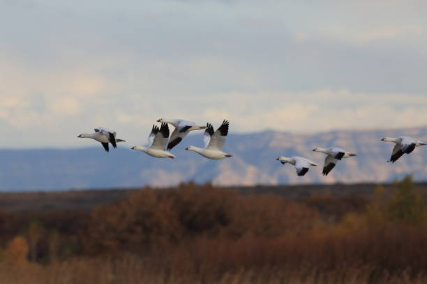 Uganda Cranes - National Bird